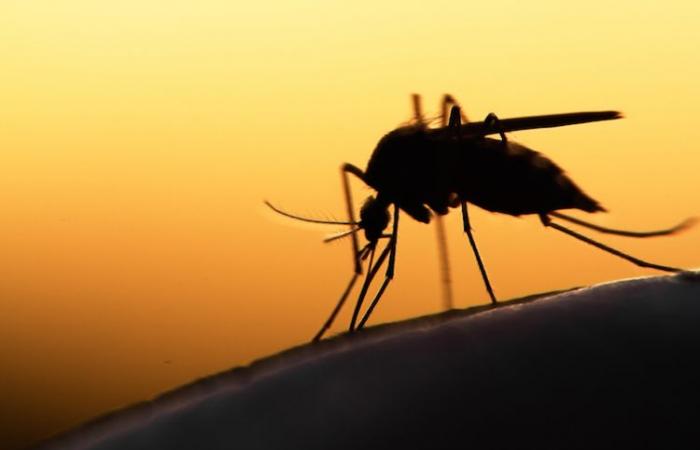 La temporada de malaria comienza cada vez antes debido al calentamiento global