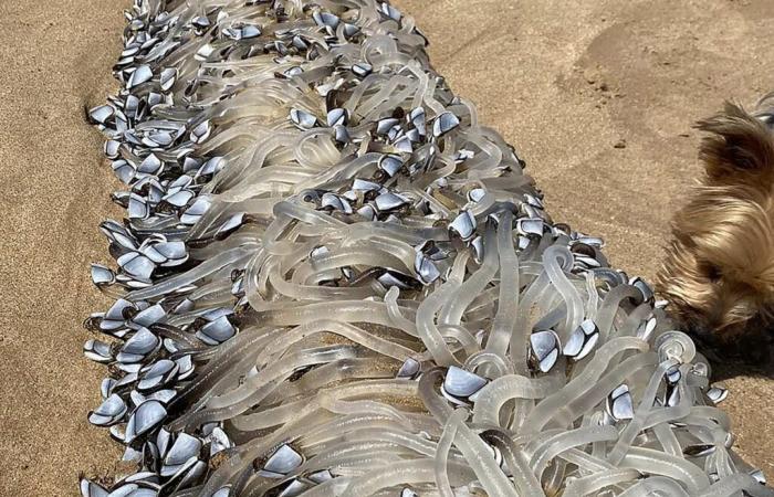 Una extraña criatura aparece en una playa de Australia y un especialista explica su naturaleza Misceláneas