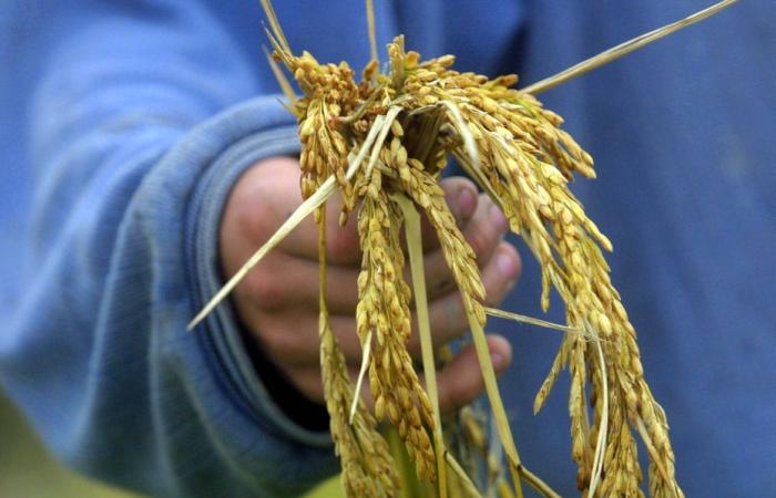 ¿Cómo explicar la contaminación por arsénico del arroz ecológico semiacabado en la Camarga?