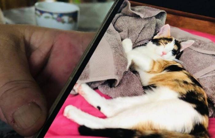 ¿Robo, acto doloso o simple desaparición? Roseline encontró a su gatito en Deux-Sèvres