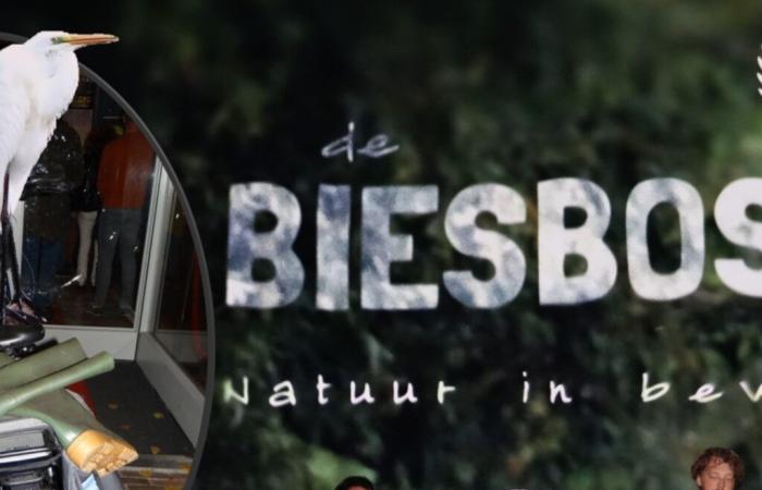 Avance furtivo del documental ‘De Biesbosch, Nature in Motion’ en la sala DeWitt