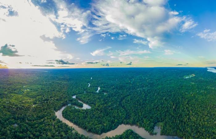 ¡El debilitamiento de la corriente del océano Atlántico podría provocar el colapso de la selva amazónica!