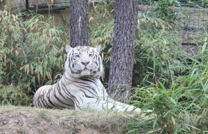 Ha muerto un tigre blanco del zoológico de La Flèche