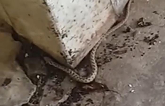 VIDEO. “¡Casi me golpeo en la cabeza!” : una mujer de Montpellier se encuentra con una serpiente mientras abre el depósito de basura de su residencia