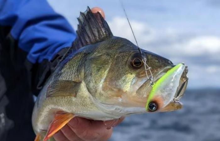 Clausura en Dajla de la 1ª edición del concurso nacional e internacional de pesca deportiva