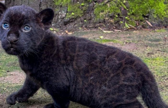 Es demasiado lindo: el zoológico de Nápoles presenta a Romelu, su pequeño jaguar que lleva el nombre de Lukaku