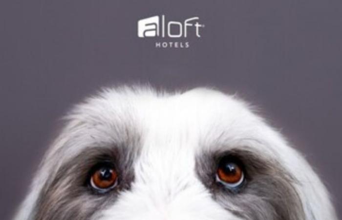 Aloft Milwaukee Downtown albergará “No Watch Pawties” esta noche