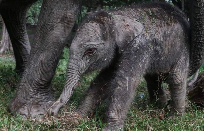 En peligro crítico de extinción | Raro nacimiento de un elefante de Sumatra en Indonesia