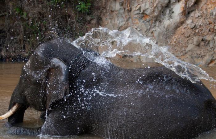 Nace un pequeño elefante de Sumatra, una buena noticia para esta subespecie en peligro crítico de extinción.