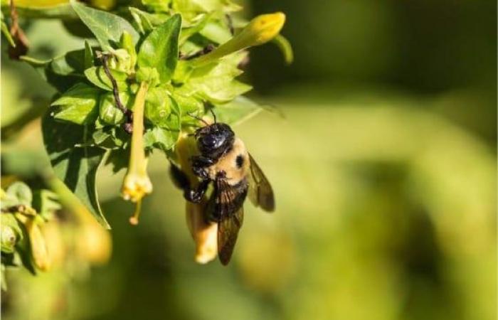 Los abejorros prefieren el suelo contaminado