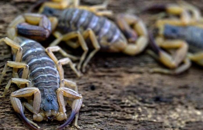 El escorpión es ahora el animal venenoso más mortífero de Brasil