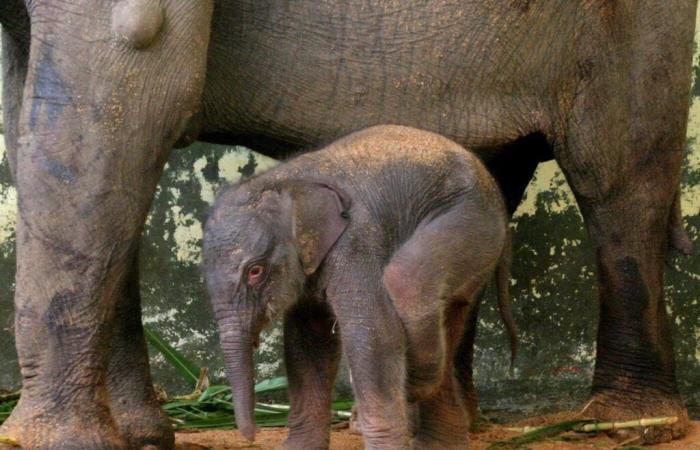 Indonesia: raro nacimiento de un elefante de Sumatra