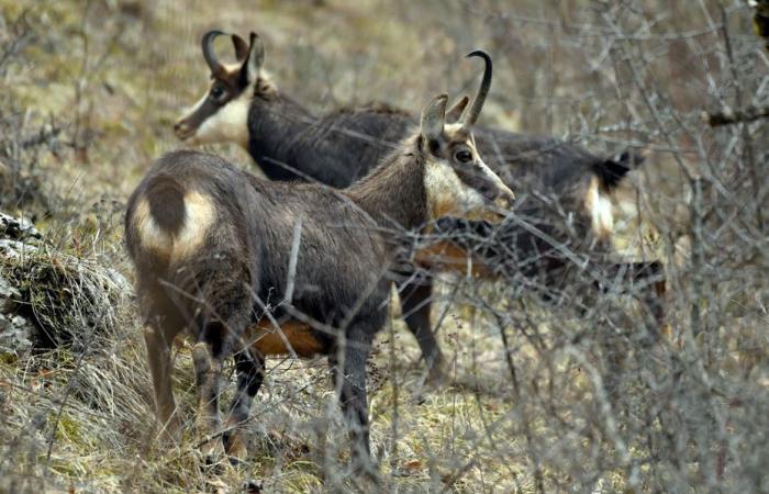 Los defensores de la naturaleza protestan contra la matanza prevista de 500 rebecos en el Doubs