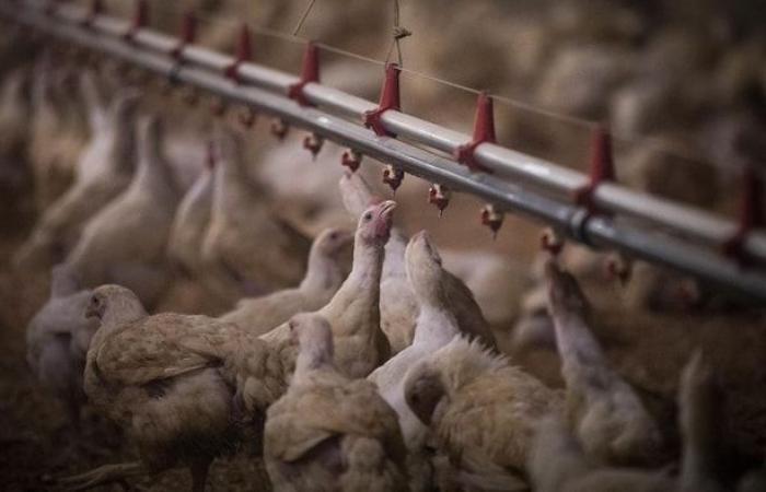 Granja infantil afectada por la gripe aviar en el río Campbell