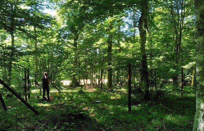 ¿Cuál es el impacto de los ciervos en los bosques y prados del Aubrac? Estudios para medirlo