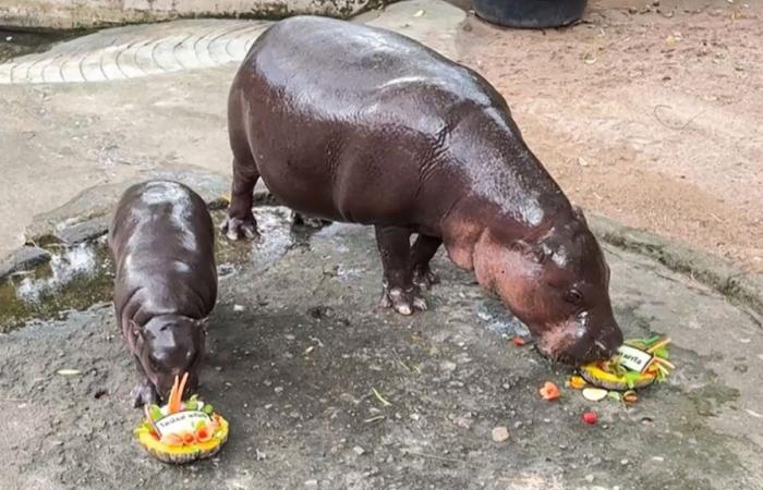 Carrera por la Casa Blanca: el bebé hipopótamo estrella de Internet elige en un zoológico tailandés