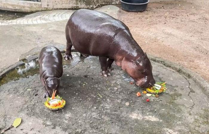 La estrella de Internet Hippo predice la victoria de Trump