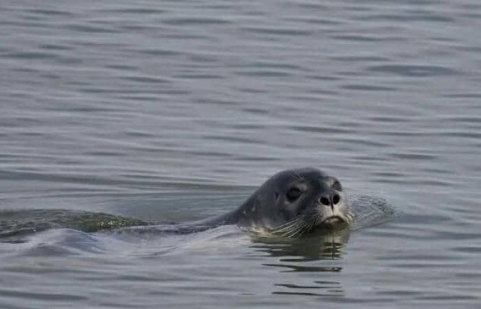 Granja infantil afectada por la gripe aviar en el río Campbell