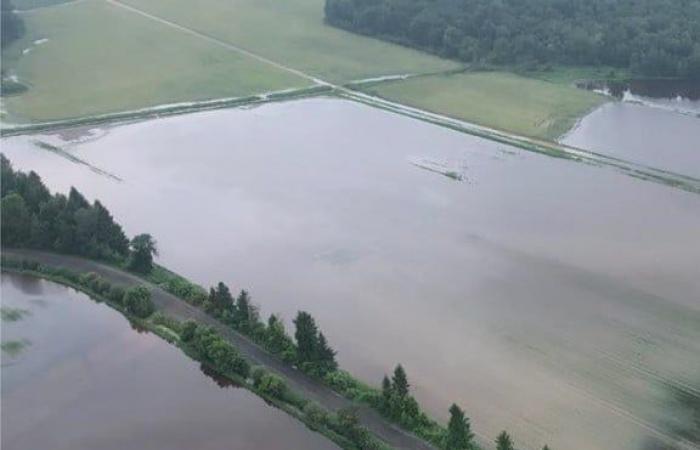 Los abejorros prefieren el suelo contaminado