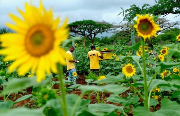 Los elefantes odian a las abejas y eso es bueno para los agricultores africanos