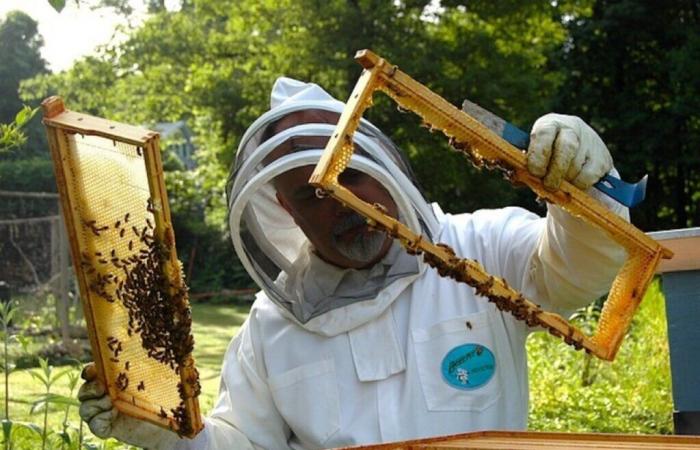 Encuentros con apicultores organizados en Marmande para una exposición insólita