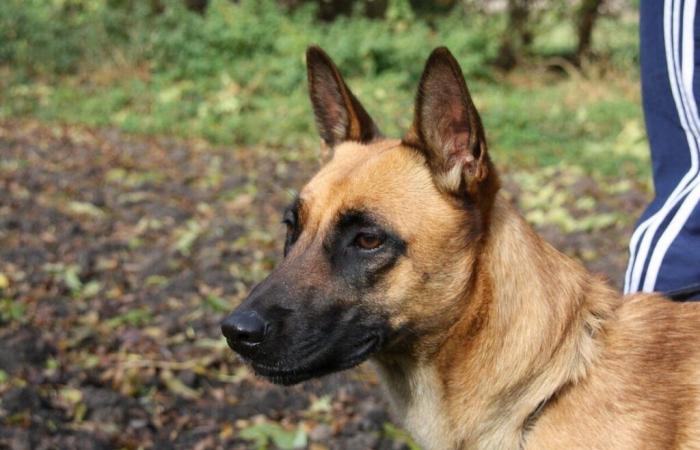 Una niña de 6 años atacada por un perro durante un viaje escolar