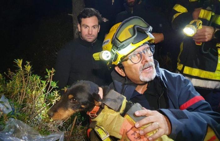 La gran historia del día: una increíble intervención de 72 horas para rescatar a un perro atrapado en una cavidad