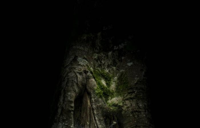 Al acecho con el fotógrafo de vida salvaje Bastien Prévost en Haute Corrèze