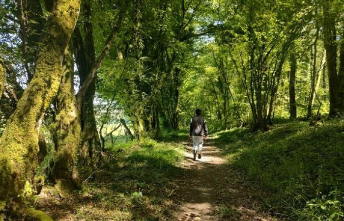 Conferencias, talleres, paseos… Sucumbir al “canto de los bosques” en Creuse