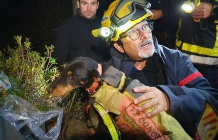 Bomberos y espeleólogos… El espectacular rescate de un perro atrapado desde el sábado en los Pirineos Orientales