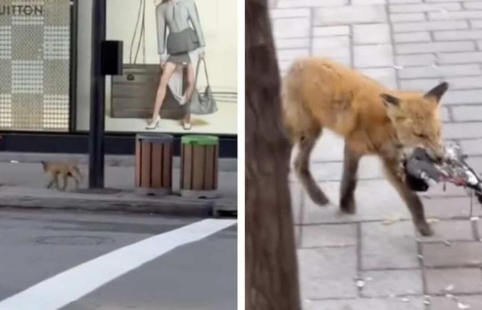 Un zorro visto en el centro de Montreal hace reaccionar a la web