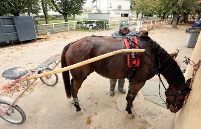 “Sin juego, sin carreras, sin trabajo”: los profesionales de las carreras de caballos en Tarn-et-Garonne están preocupados por su suerte