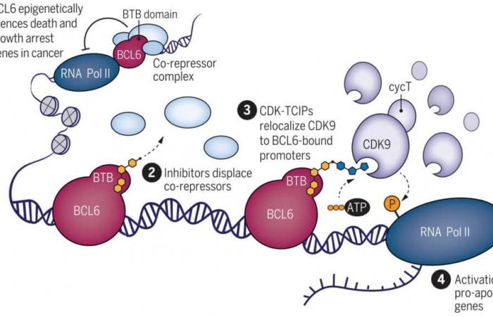 El ‘pegamento molecular’ obliga a las células cancerosas a autodestruirse uniendo dos proteínas clave