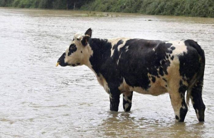 El estado de catástrofe natural reconocido para 9 municipios de Normandía.