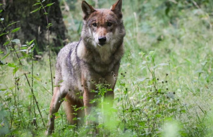 Menos ataques de lobos pero más autorizaciones de tiro