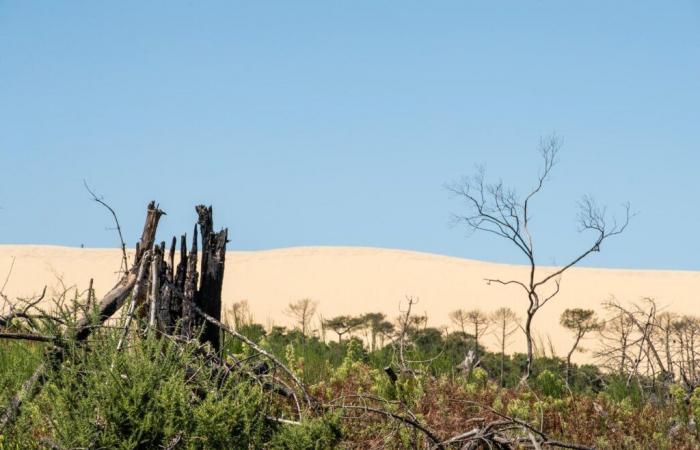 En La Teste-de-Buch, el bosque usuario devastado por los incendios de 2022 busca su futuro