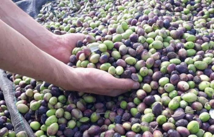 Túnez: Expectativas de mejora de la producción de aceite de oliva y precios competitivos para la nueva temporada