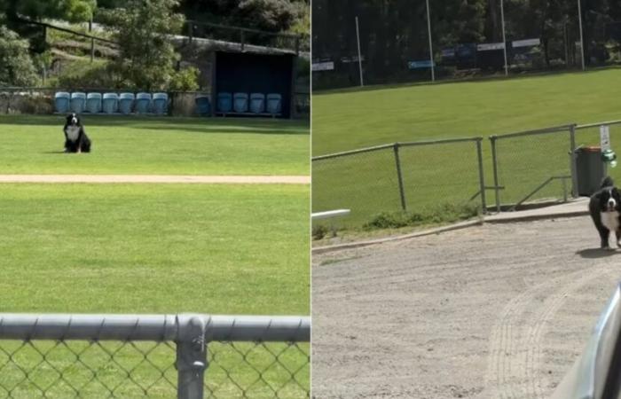 La dueña de un boyero de Berna que se niega a abandonar el parque toma medidas drásticas para convencerla (vídeo)