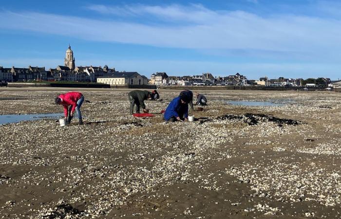 La pesca de mariscos está prohibida en el estuario del Loira por decreto de la prefectura