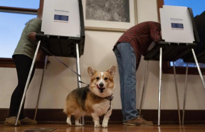 Elecciones estadounidenses 2024 | Mickey Mouse, trajes coloridos y perros… Chistes del día de las elecciones