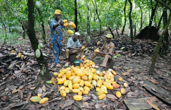 El aplazamiento de la ley europea sobre la deforestación preocupa a los grandes productores de chocolate, entre ellos Nestlé