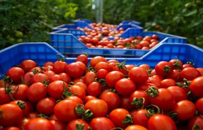 Marruecos: los precios del tomate han vuelto a subir