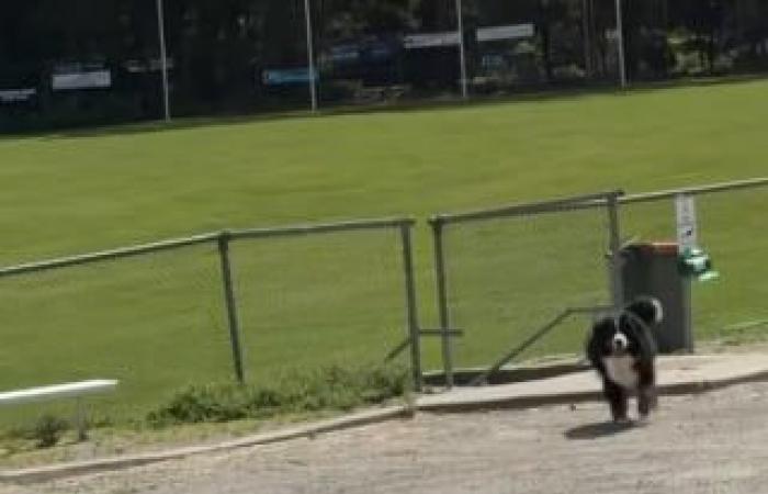 La dueña de un boyero de Berna que se niega a abandonar el parque toma medidas drásticas para convencerla (vídeo)