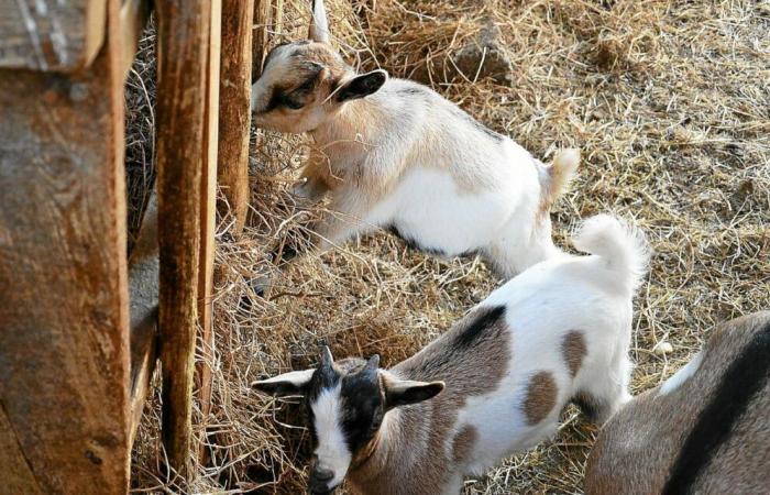 Cierran la prisión para los tres hombres que robaron y sacrificaron una cabra en Rennes