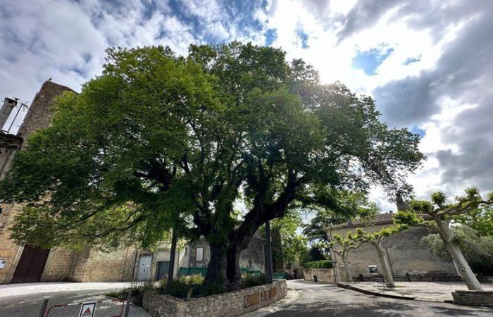 ¿Alguno de los ejemplares del Aude ganará la “Miss Francia de los árboles”? La Dirección Nacional Forestal organiza el concurso Árbol del Año