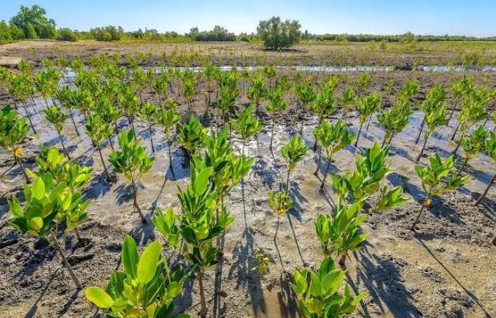 El mercado de carbono: una mina de oro para la República Democrática del Congo