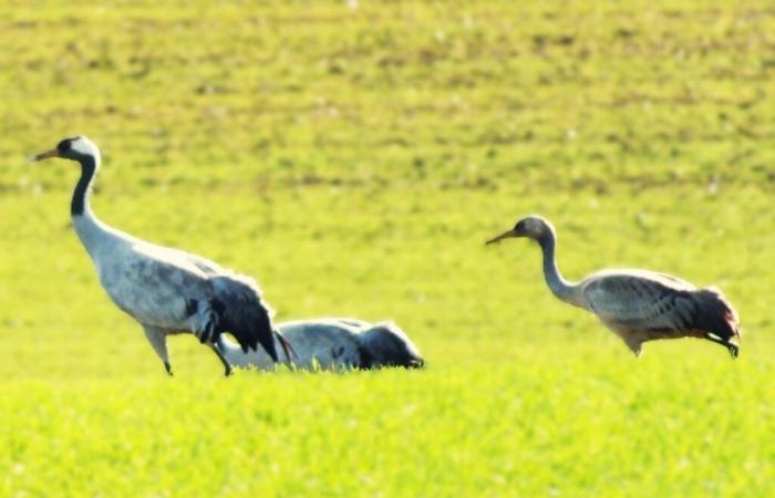 Cientos de grullas comunes sobre el Alto Marne