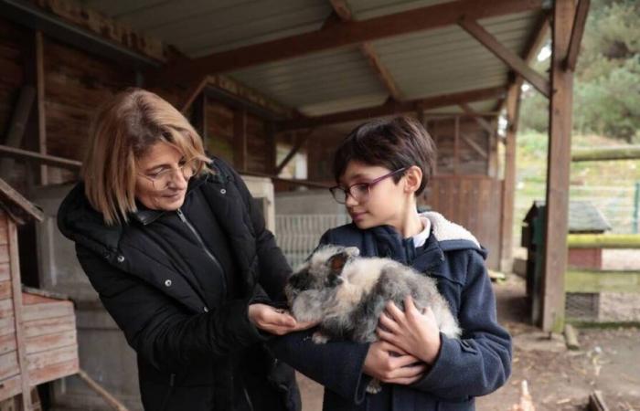 Abandono, fuga… ¿Qué es esta historia del conejo encontrado cerca de la escuela Curie, en Mayenne?