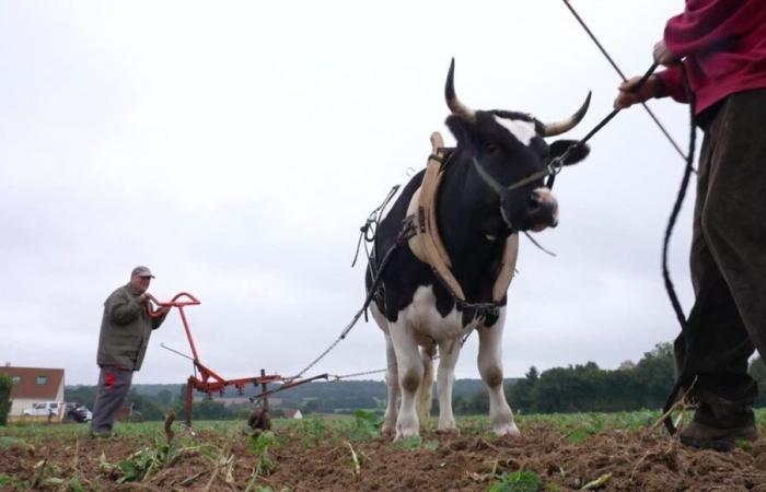 VÍDEO – Tracción ganadera en Francia: renacimiento de una práctica agrícola ancestral