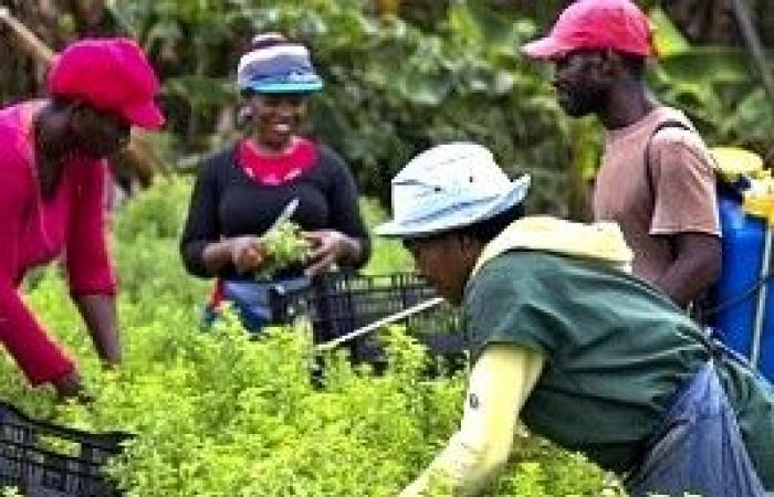 Haití – Agricultura: La RD busca una solución para los trabajadores agrícolas haitianos ilegales